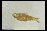 Detailed Fossil Fish (Knightia) - Wyoming #165801-1